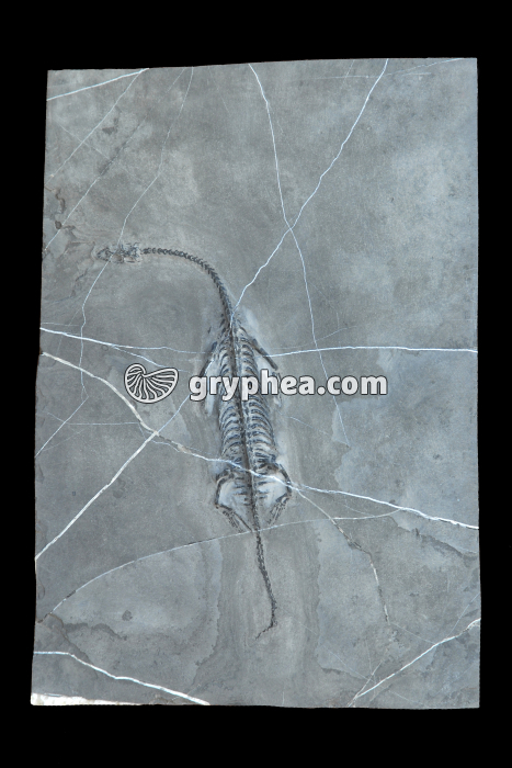 Nothosaure (Keichousaurus hui - squelette fossilisé, Chine) - gryphea.org